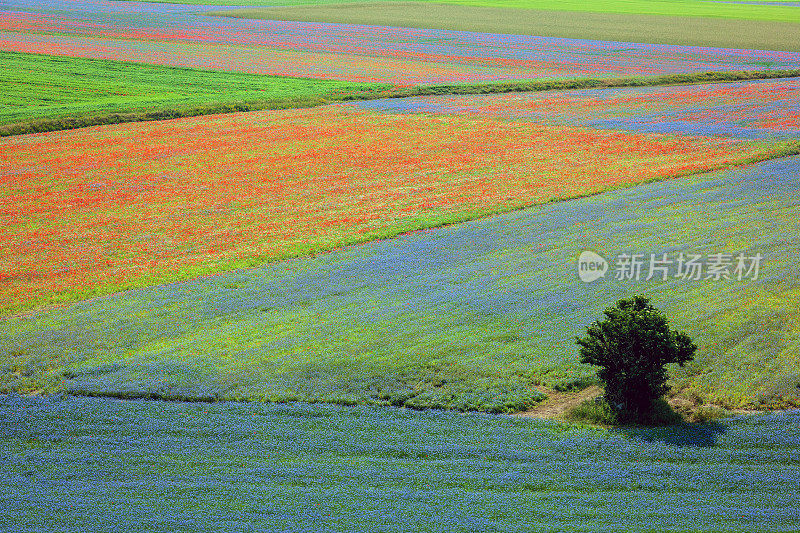 Piano Grande di Castelluccio，位于绿色山丘上的村庄，意大利